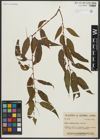 Foto von Salix amygdaloides Andersson